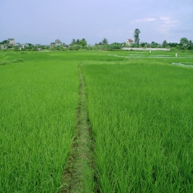 Green, green grass of home