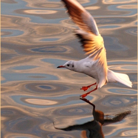 Attention...Landing!!! ;)