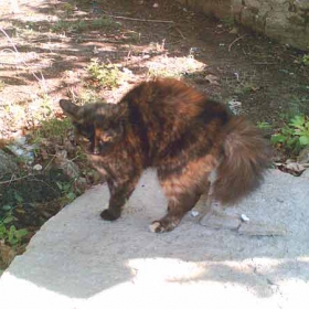 Котана кучето щом зърна като четка стана