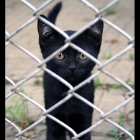 Sweet Black Cat