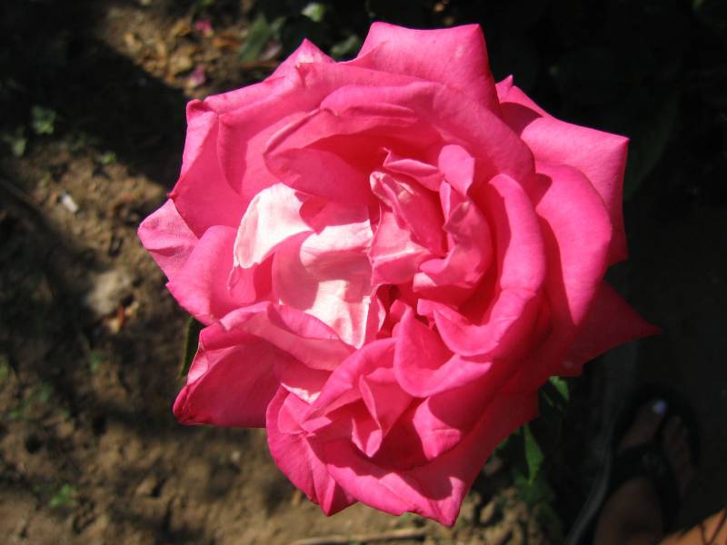 Роза