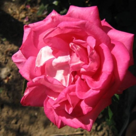Роза