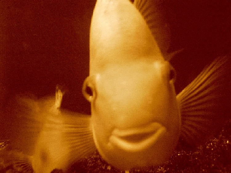 Smile