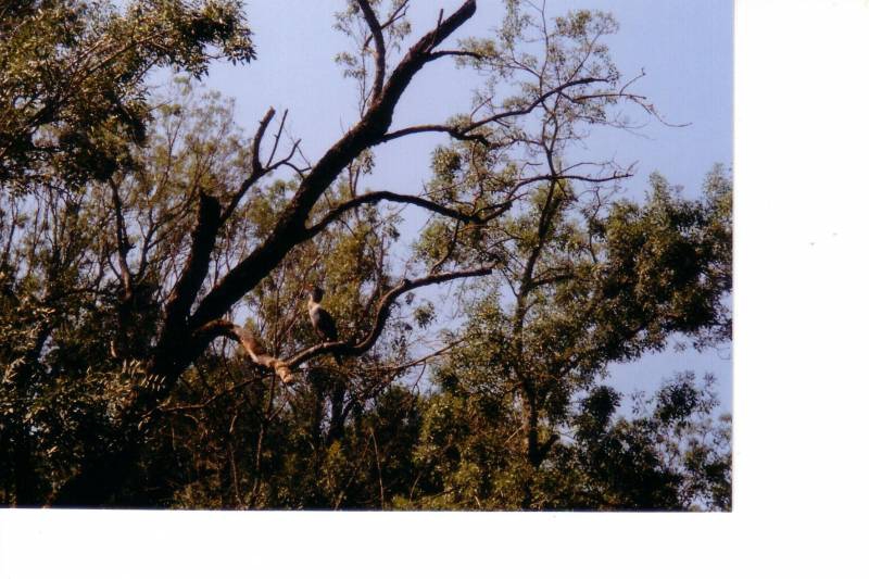 Kormoran (rezervat 