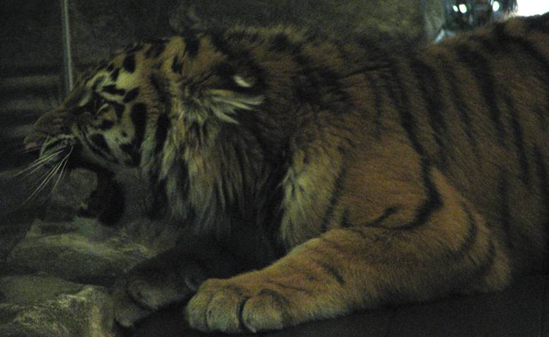 Tiger 2