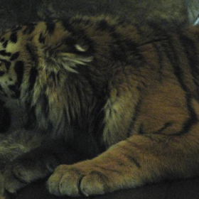 Tiger 2