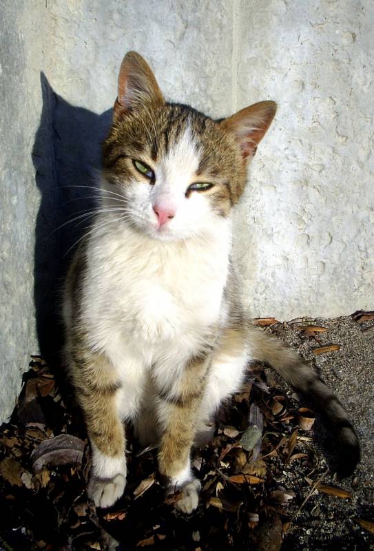 Котка с грим