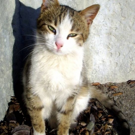 Котка с грим