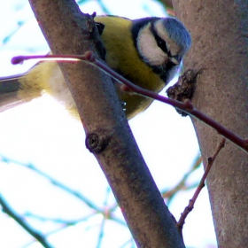 Parus caeruleus