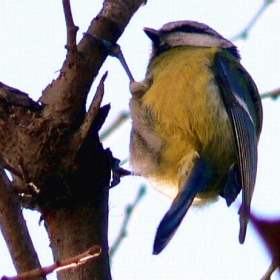 Parus caeruleus