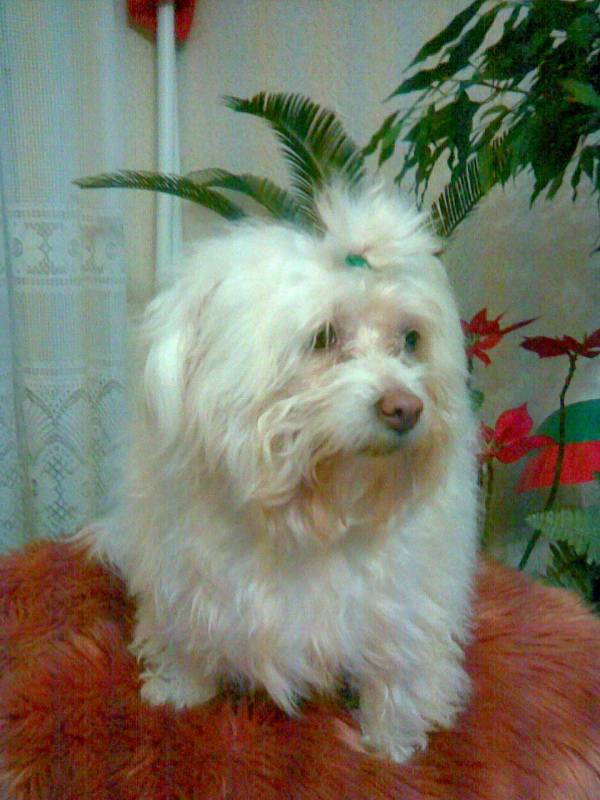 Анджи