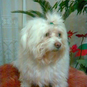 Анджи