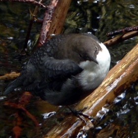 Воден кос