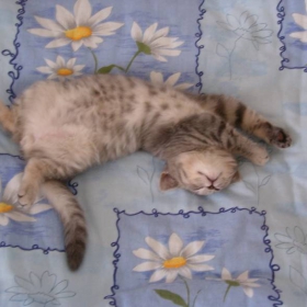 Коте