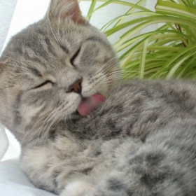 Коте2