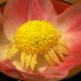 Still Life 1