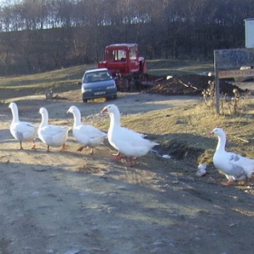 sledobedna semeina razhodka