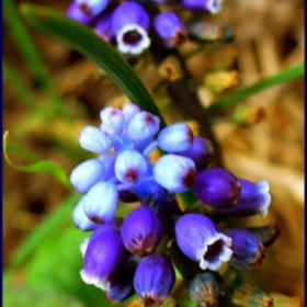 Кукувиче грозде (Muscari sp.)