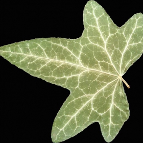 Leaf