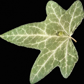 Leaf