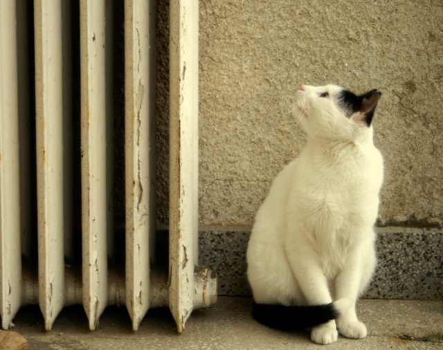 Хм.....котеее......