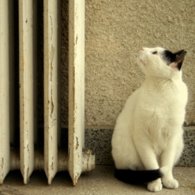 Хм.....котеее......