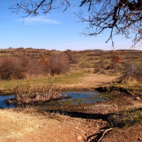 Дърво със  корен