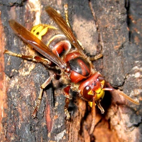 vespa crabo