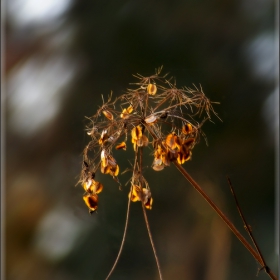 Серия - Conium maculatum (2)