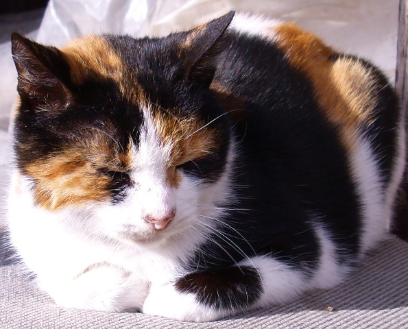 my cat