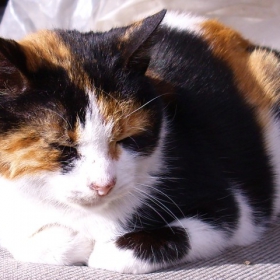 my cat