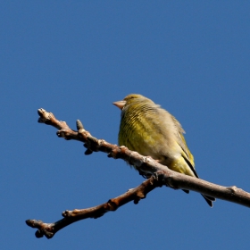 зеленика (Carduelis chloris)