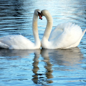 love is in the air... or in the pond :)