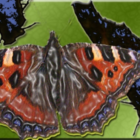 Butterflies