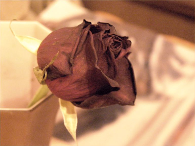 Portrait of rose 2