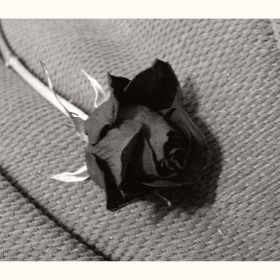 Portrait of rose 3