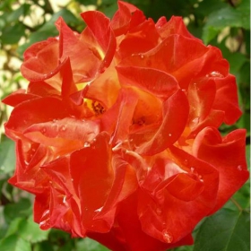 Fire Rose