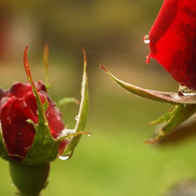 Sister Rose