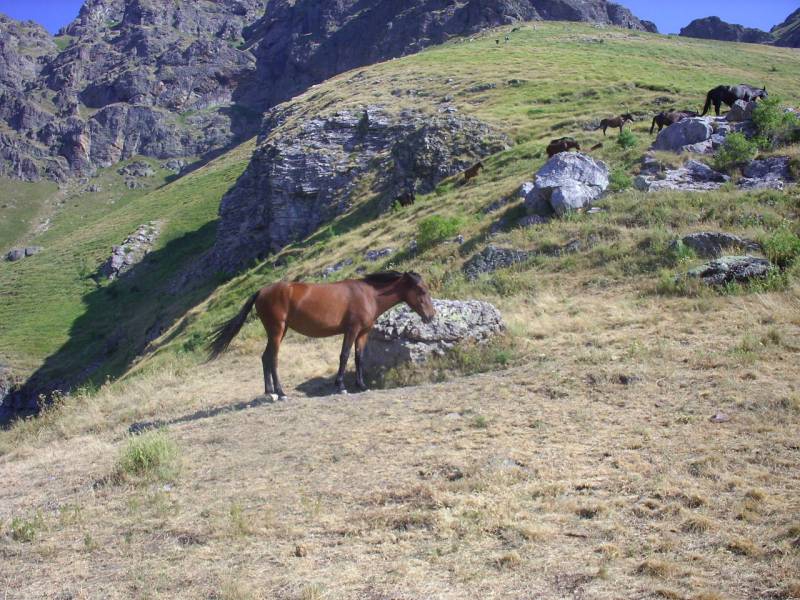 Самотникът