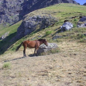 Самотникът