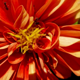 The Flower and its Ants