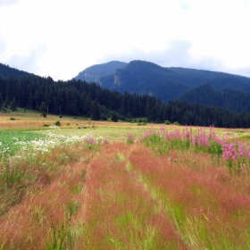 Mala tzurkva,Rila