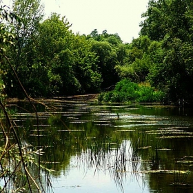 Зелено с вода