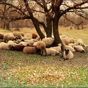 Пладнуване