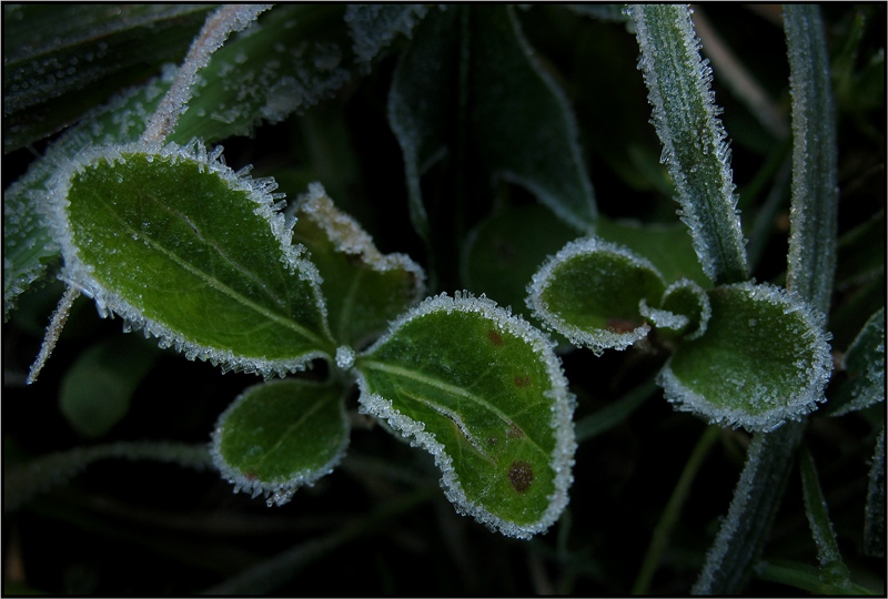 frozen ribbons