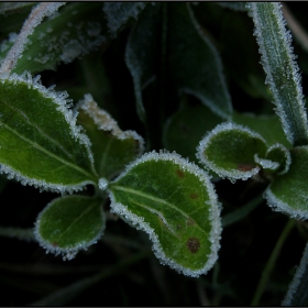 frozen ribbons