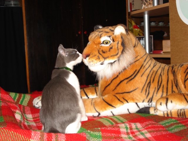 my cat