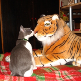 my cat