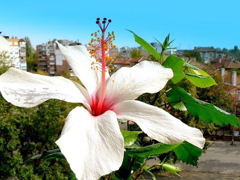 China rose 2