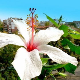 China rose 2